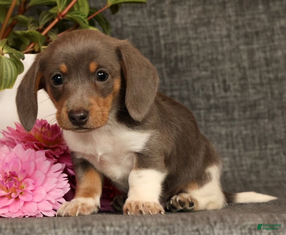 Miniature Dachshund dogs for sale: Andy - Ad 1
