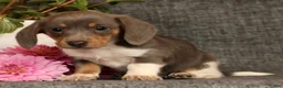 Miniature Dachshund dogs for sale: Andy - Ad 8
