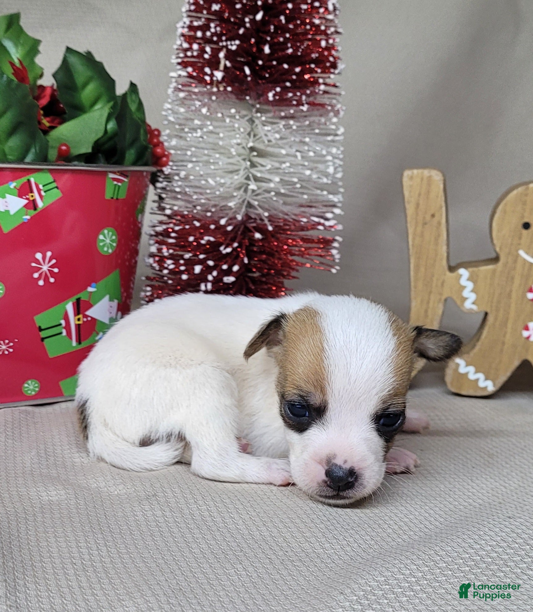 Jack Russell Terrier dogs Westfork's TATER (runt) - Ad 1