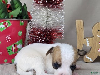 Jack Russell Terrier dogs Westfork's TATER (runt) - Ad 1