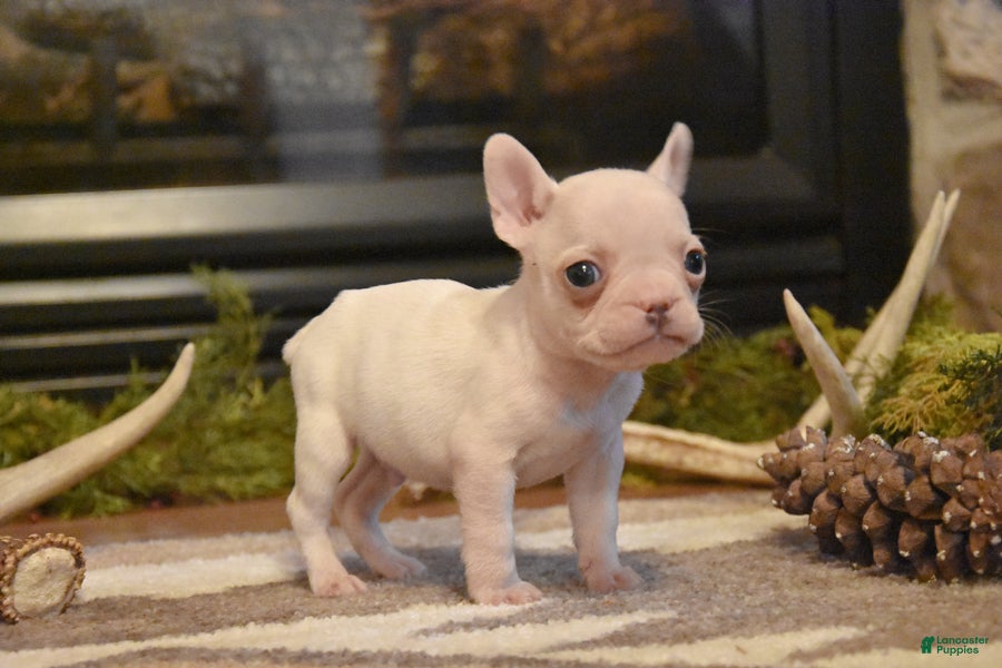 French Bulldog dogs Trixie - Ad 1
