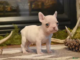 French Bulldog dogs for sale: Trixie - Ad 4