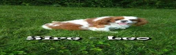 Cavalier King Charles Spaniel dogs for sale: Duke - Ad 11