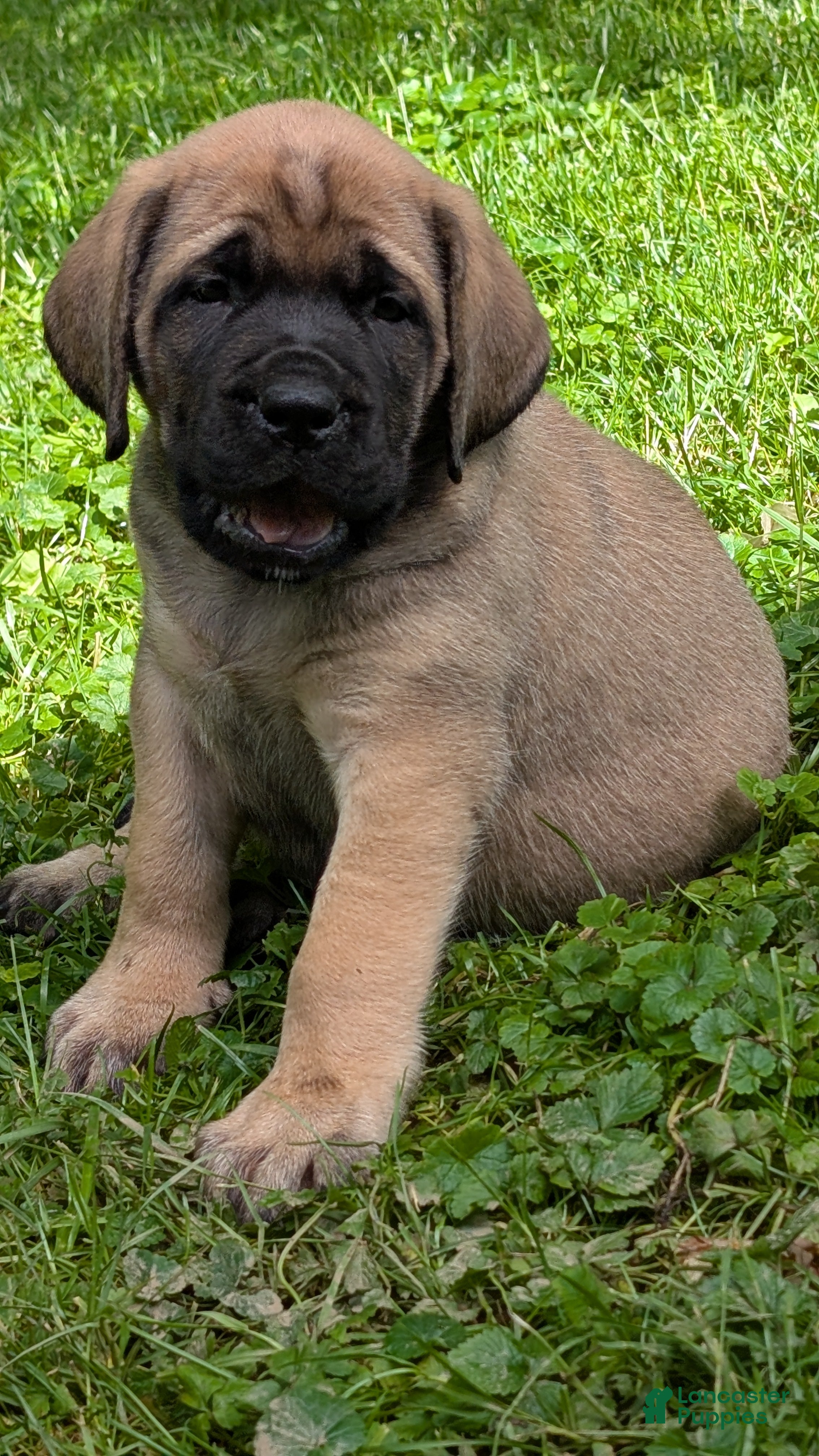 English Mastiff dogs English Mastiff Puppy 3 - Ad 1