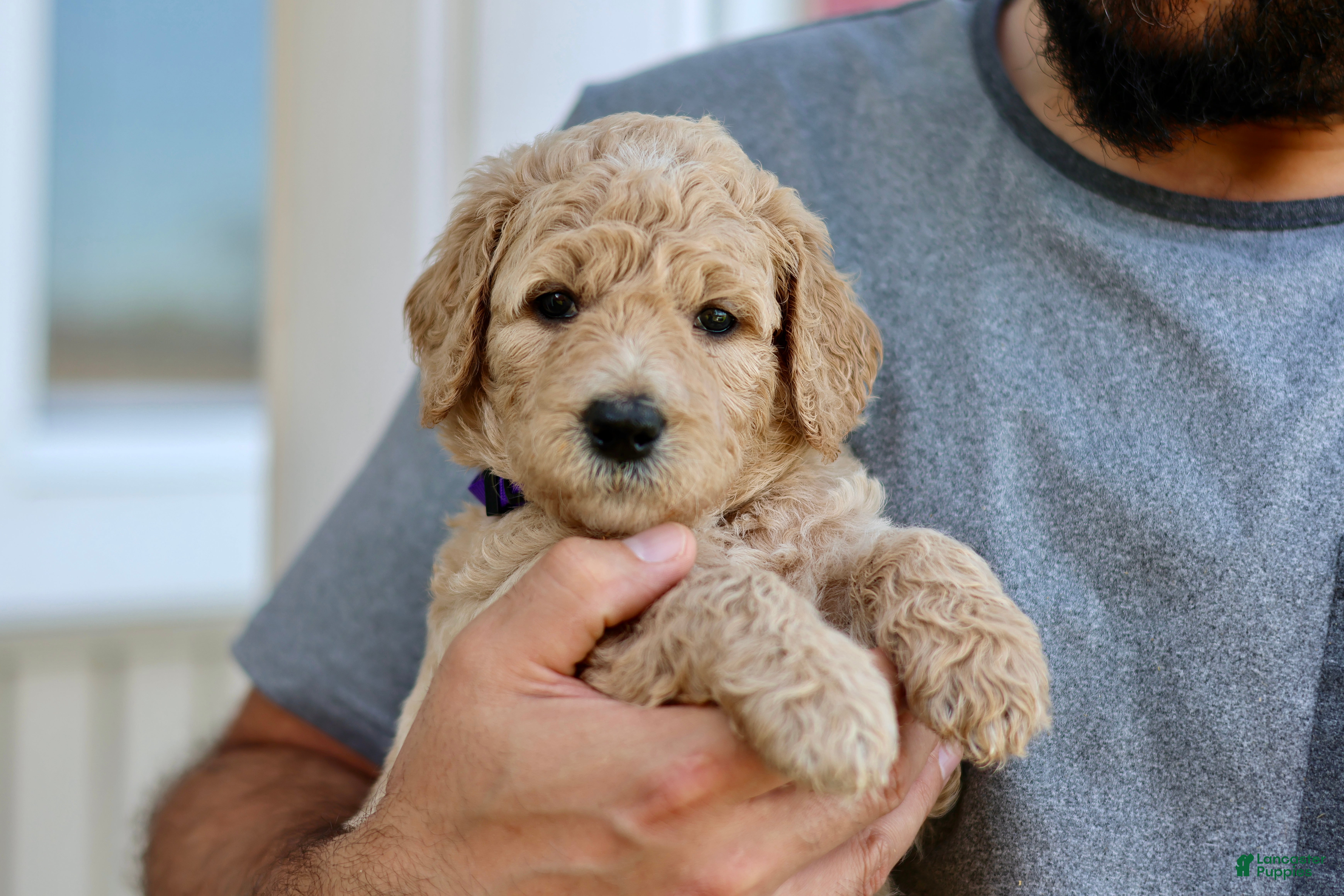 Goldendoodle dogs for sale: Nova - Ad 23