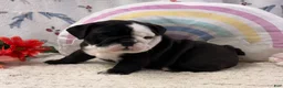 English Bulldog dogs for sale: Myla - Ad 3