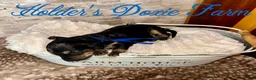 Miniature Dachshund dogs for sale: Grumpy - Ad 3