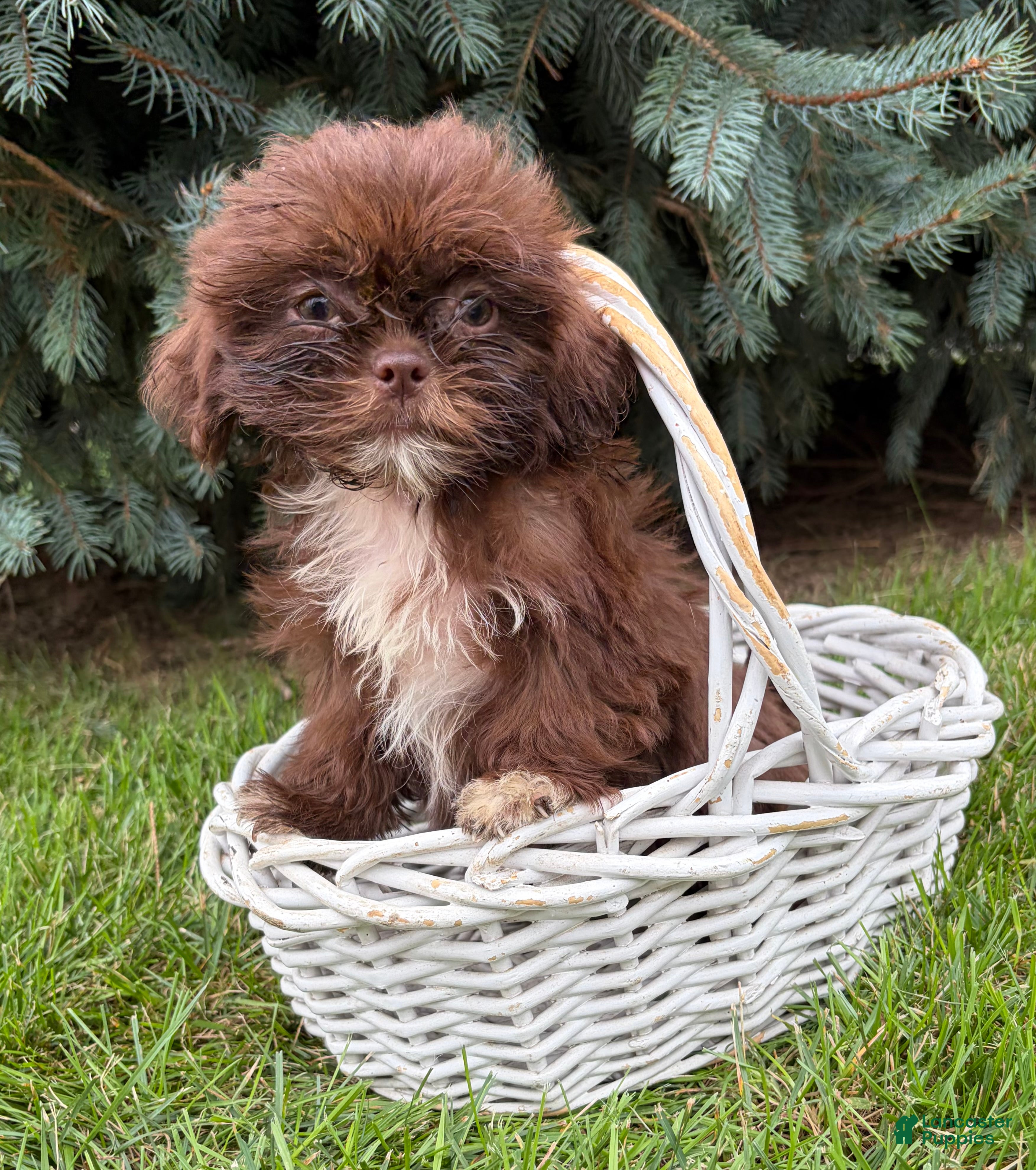Shih Tzu dogs Lucy - Ad 2