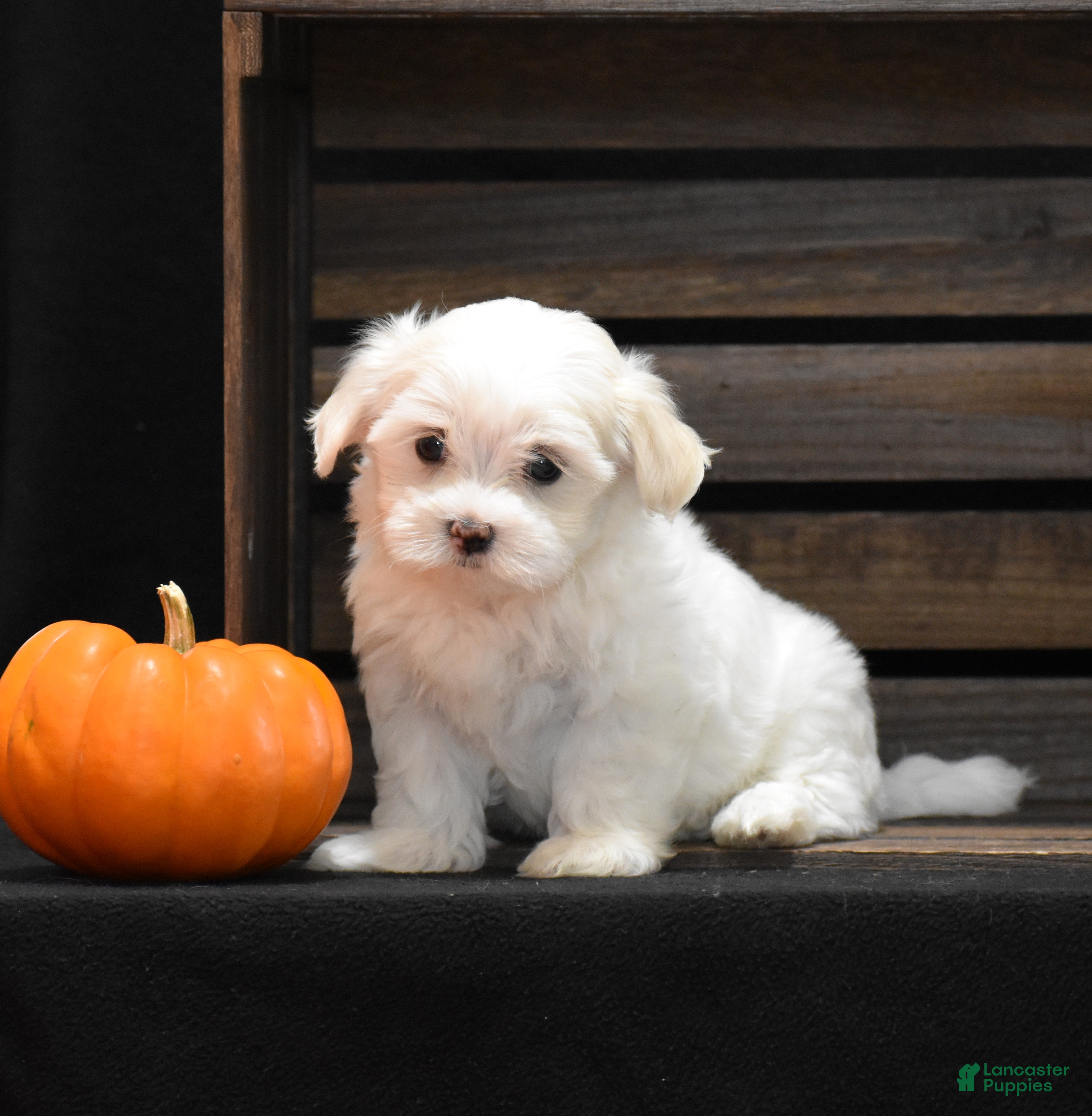 Maltese dogs Maggie - Ad 1