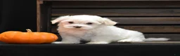Maltese dogs for sale: Maggie - Ad 1