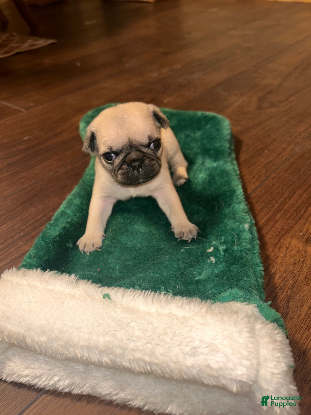 Pug dogs for sale: Mable - Ad 5