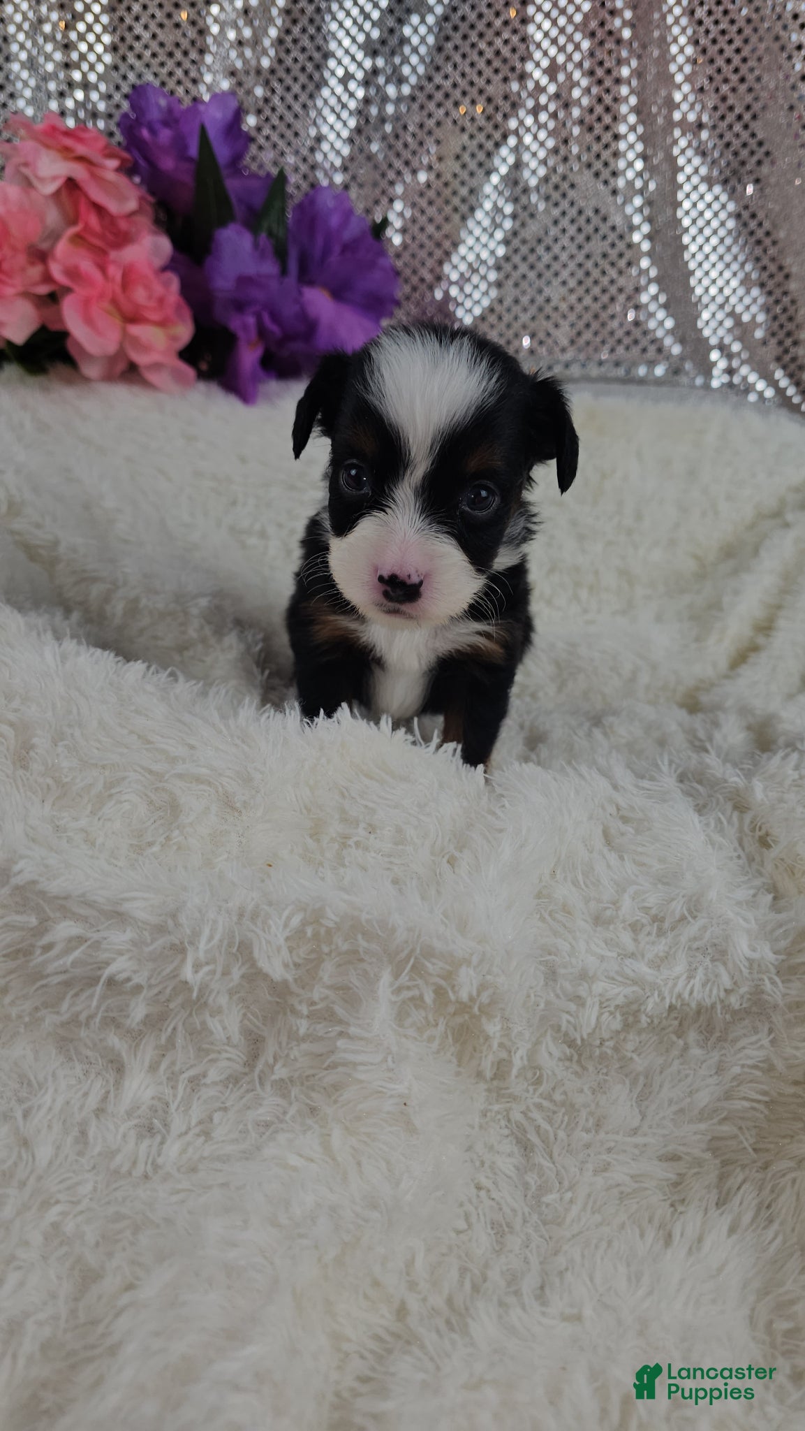 Mini Aussiedoodle dogs Violet - Ad 4