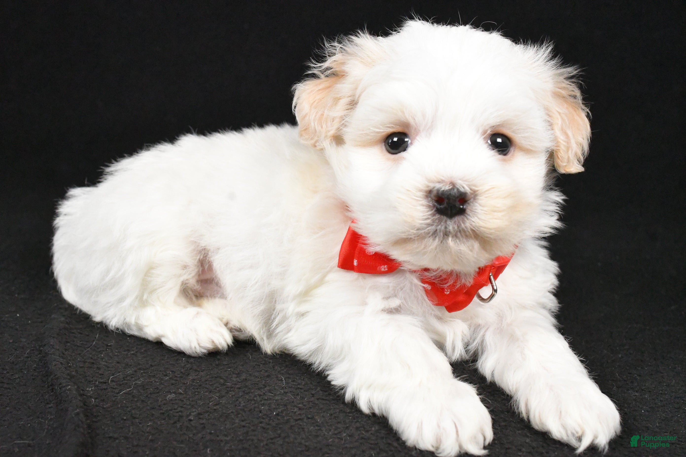 Havanese dogs Dell - Ad 2