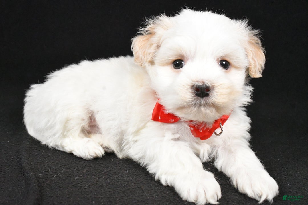 Havanese dogs for sale: Dell - Ad 2