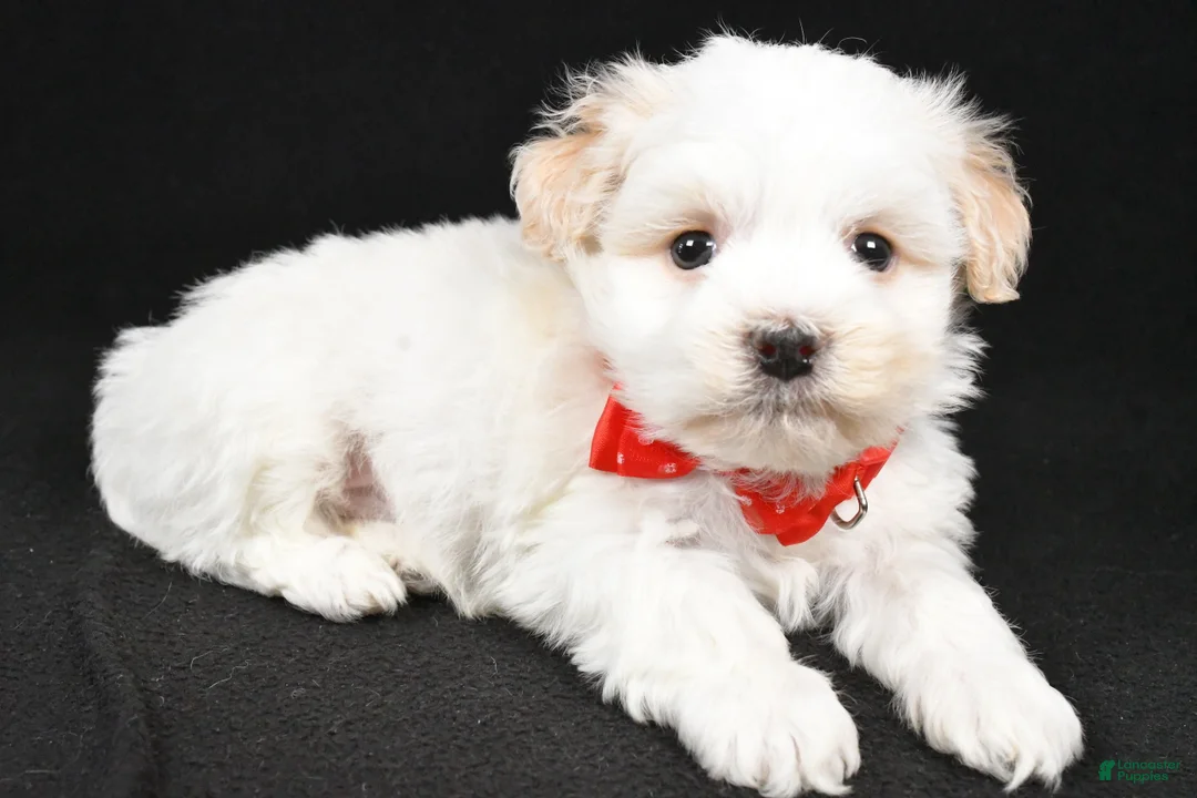 Havanese dogs for sale: Dell - Ad 2