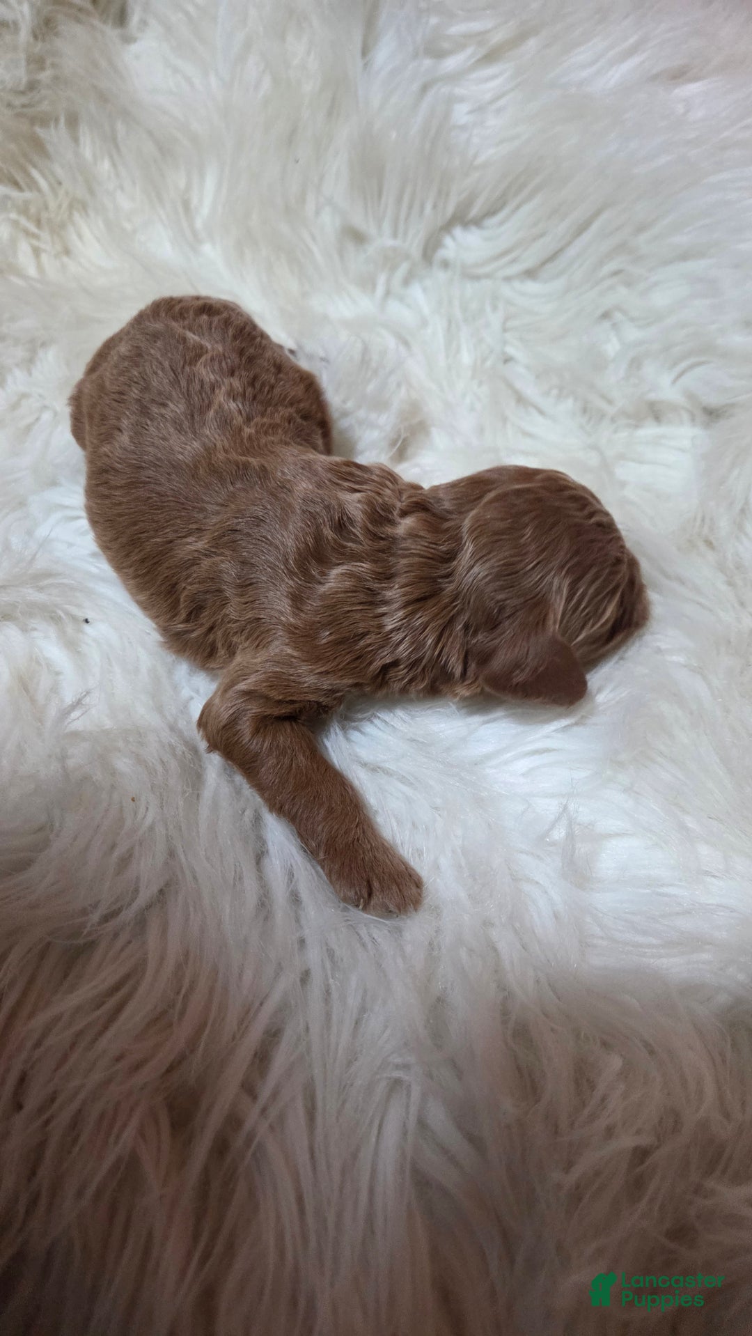 Cavapoo dogs for sale: Trey - Ad 11