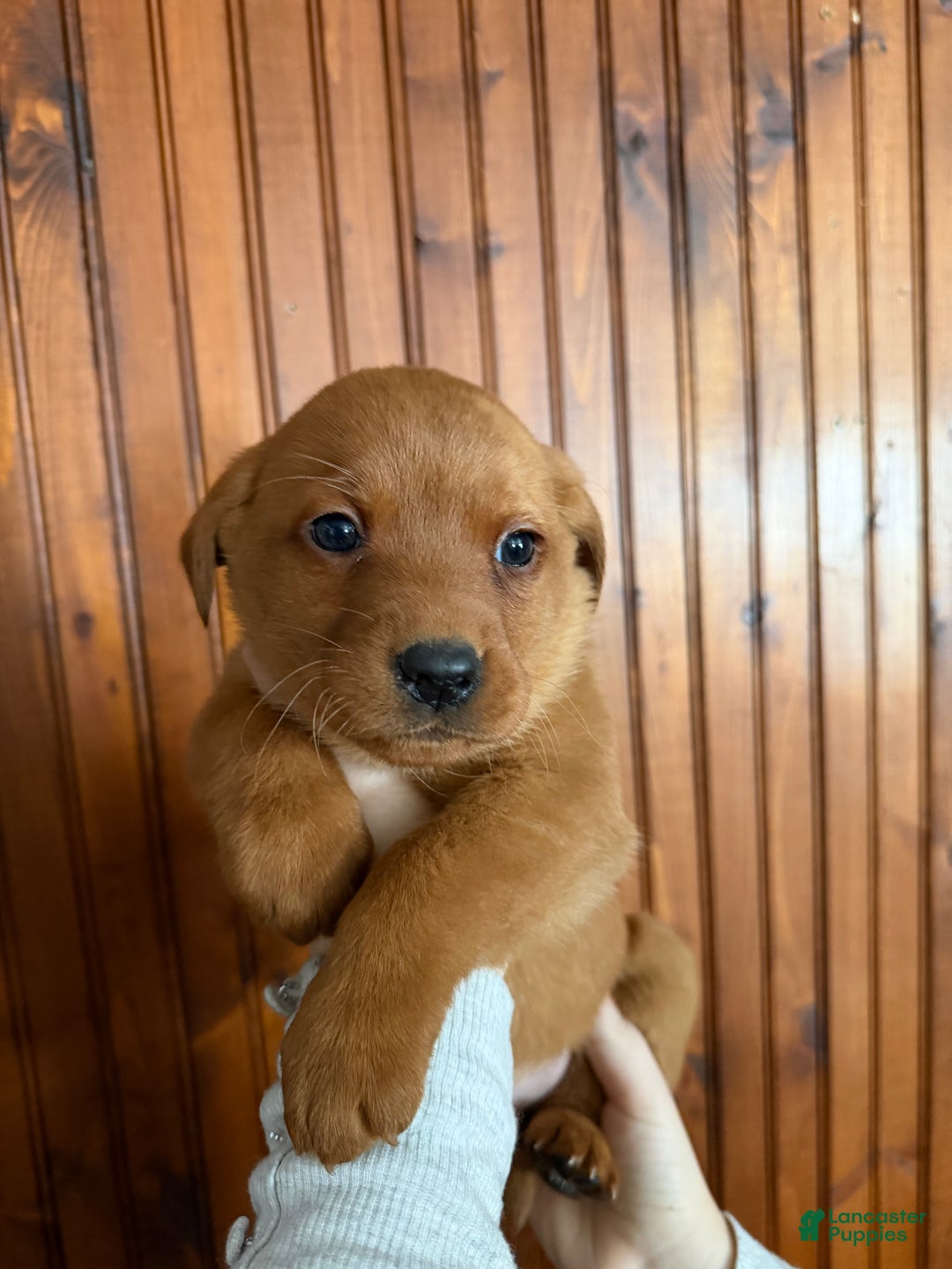 Labrador Retriever dogs for sale: Maxine - Ad 2