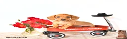 Miniature Dachshund dogs for sale: Shanda - Ad 4