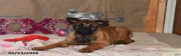 Belgian Malinois dogs for sale: Belle - Ad 2