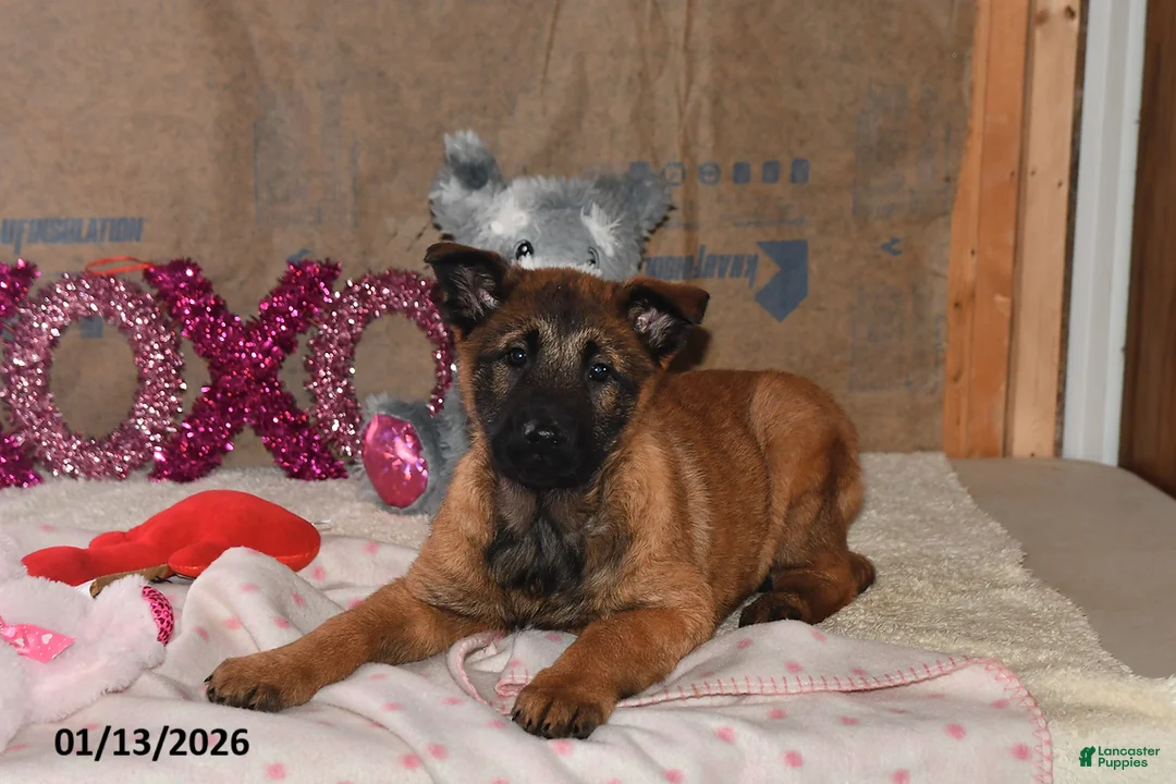 Belgian Malinois dogs for sale: Belle - Ad 2