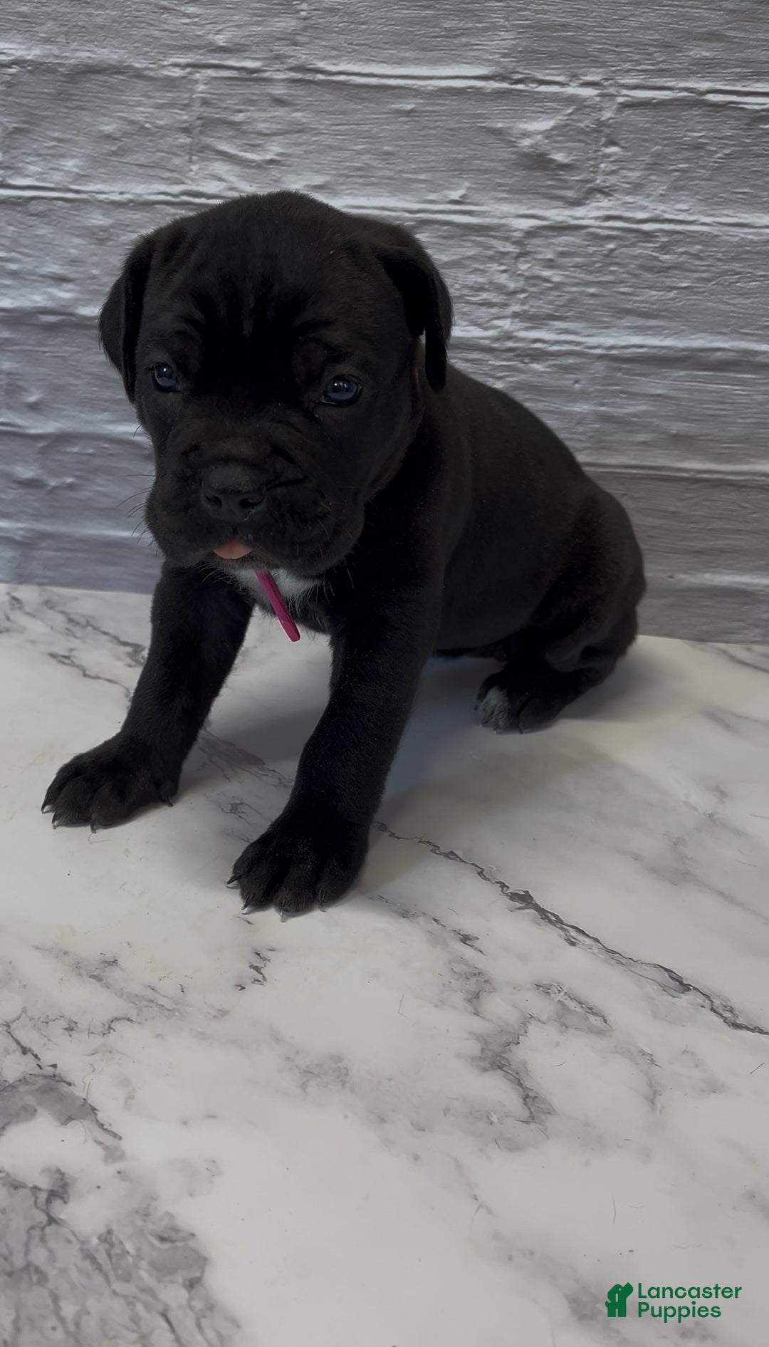 Cane Corso dogs for sale: AKC-Kimbra - Ad 4