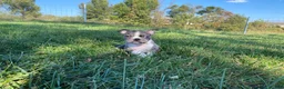 Boston Terrier dogs for sale: Blue Bobby - Ad 2