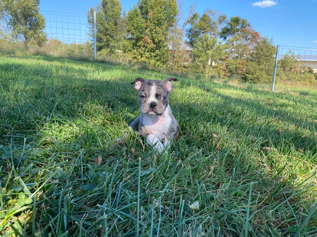 Boston Terrier dogs for sale: Blue Bobby - Ad 2