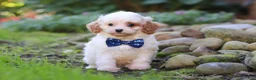 Cavapoo dogs for sale: Hudson - Ad 6
