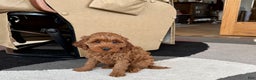 Cavapoo dogs for sale: Cavapoo F1b male Puppy 3 - Ad 9