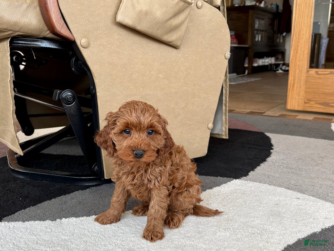 Cavapoo dogs for sale: Cavapoo F1b male Puppy 3 - Ad 9