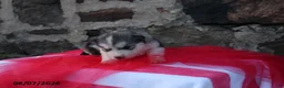 Alaskan Malamute dogs for sale: Gem - Ad 3