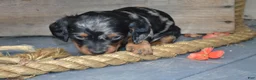 Dachshund dogs for sale: Toby - Ad 2