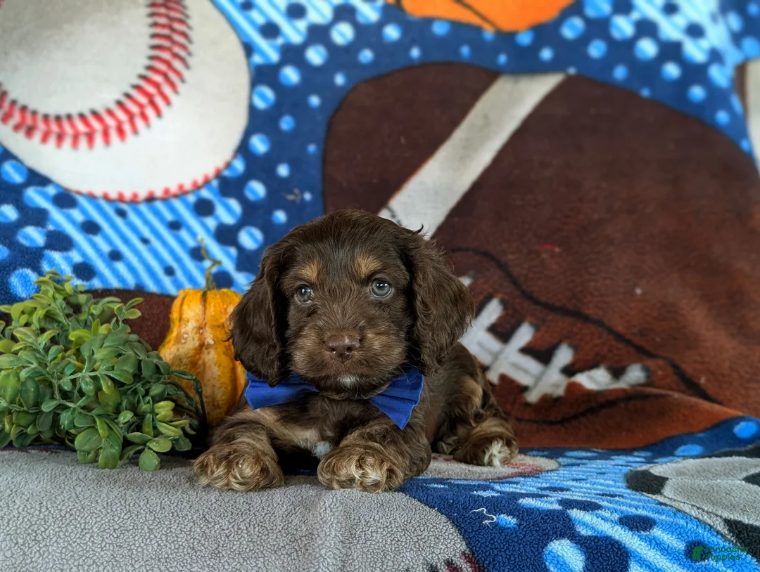 Cockapoo dogs for sale: Farlow - Ad 5