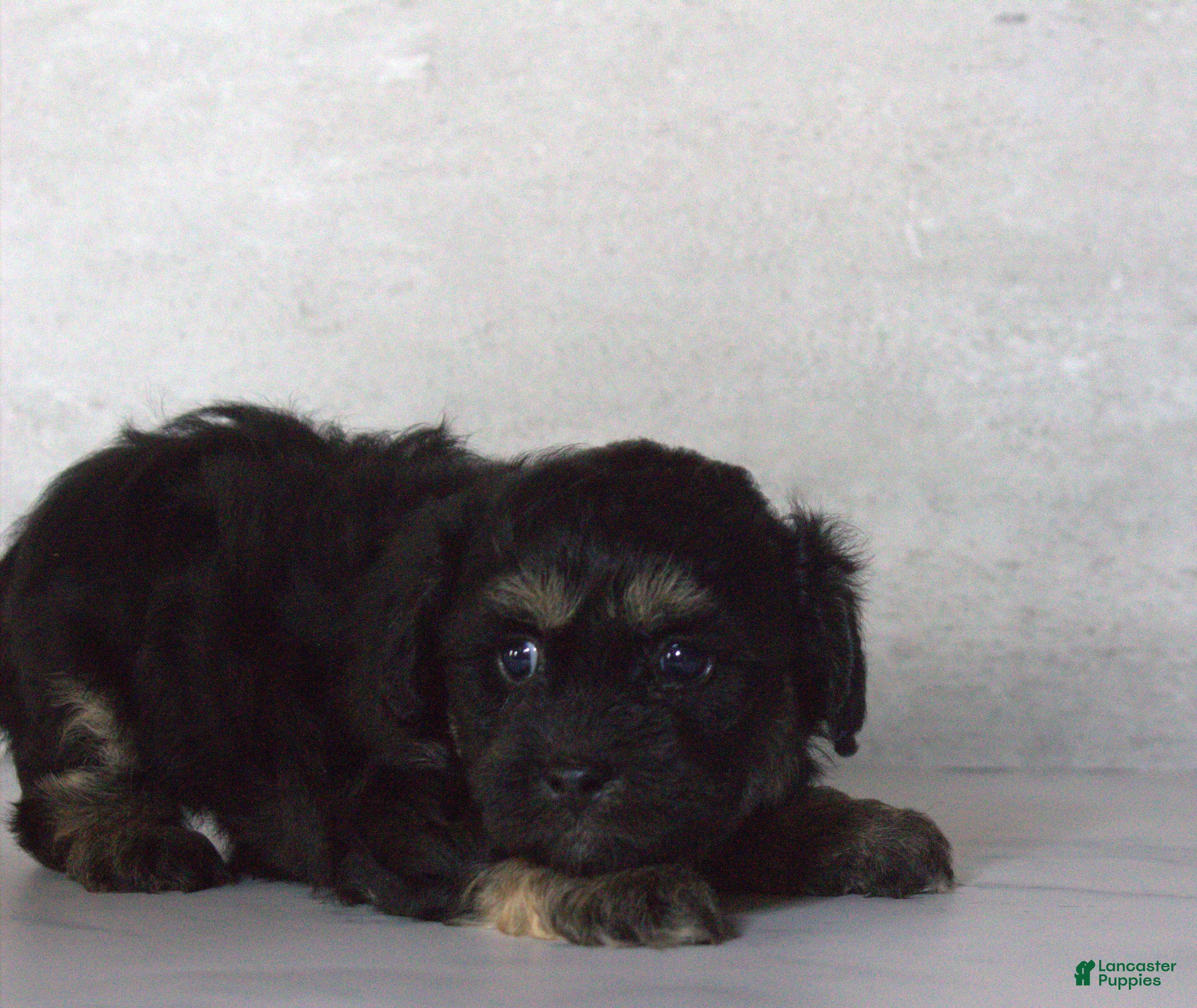 Teddy Bear dogs Rox - Ad 2