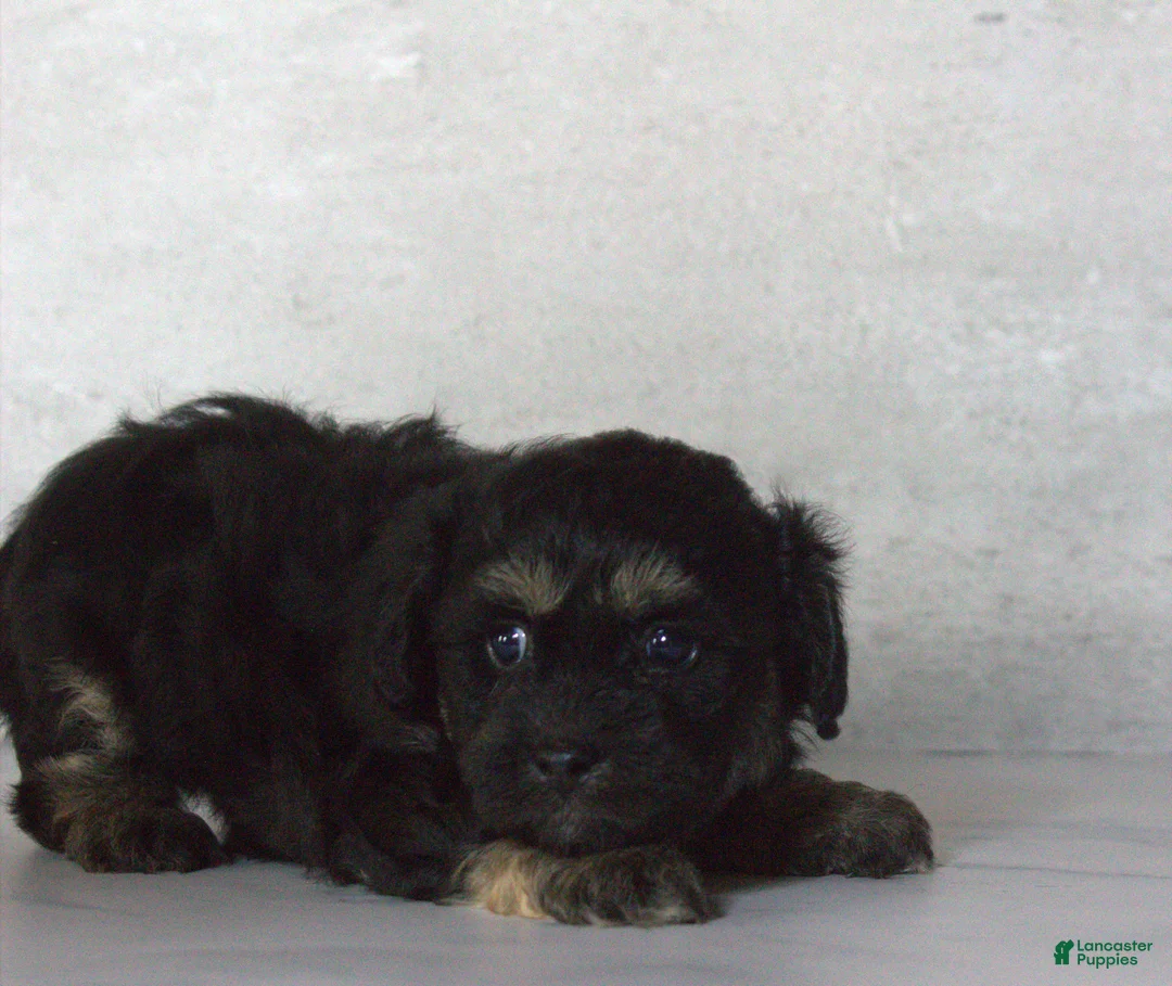 Teddy Bear dogs for sale: Rox - Ad 2