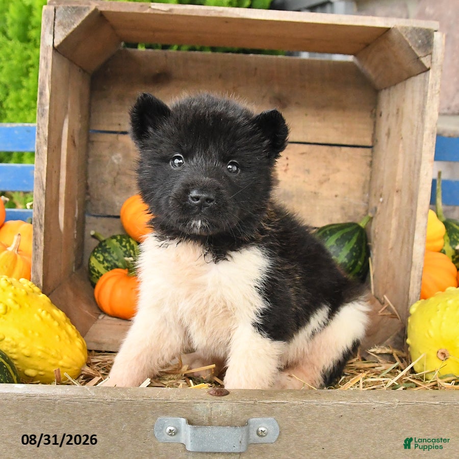 Akita dogs Nellie - Ad 1