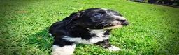 Havapoo dogs for sale: Taz - Ad 10