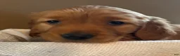 Golden Retriever dogs for sale: Golden Retriever Puppy 1 - Ad 7