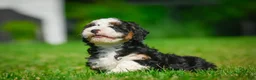 Bernedoodle dogs for sale: Ace - Ad 3