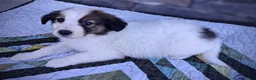 Scotch Collie dogs for sale: Jack - Ad 2