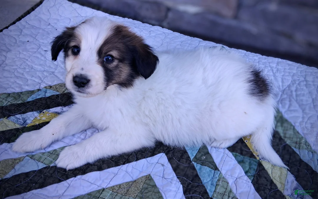 Scotch Collie dogs for sale: Jack - Ad 2