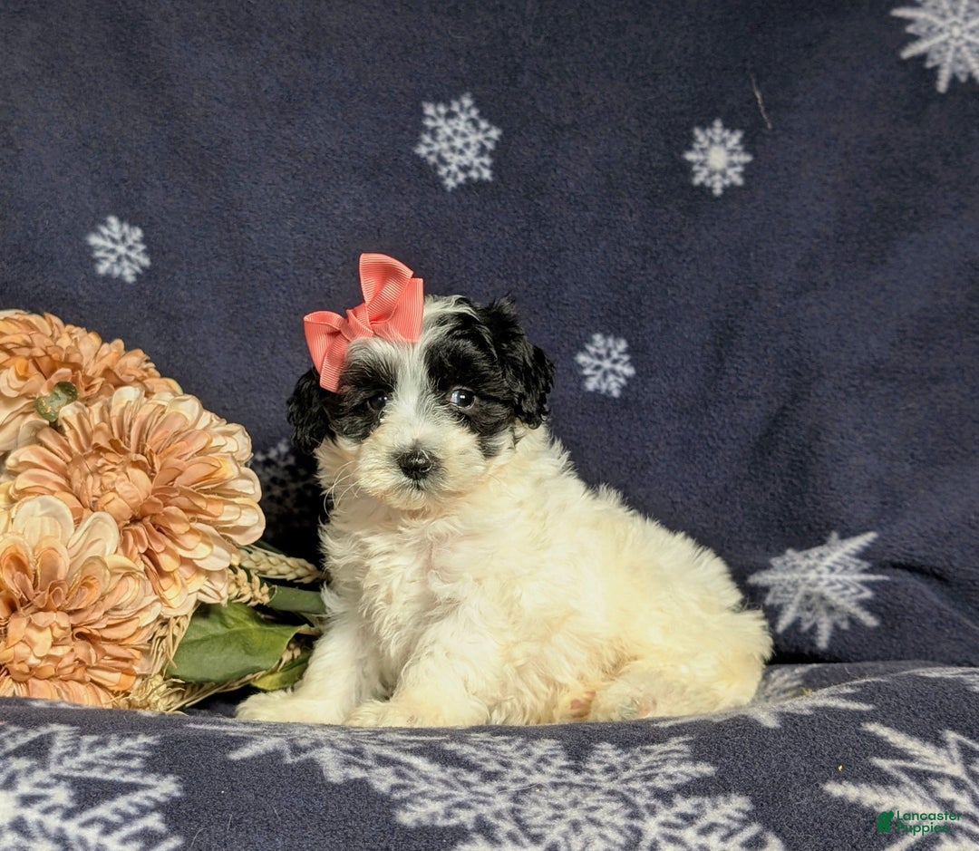 Maltipoo dogs for sale: Destiny - Ad 1