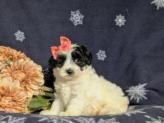 Maltipoo dogs Destiny - Ad 15
