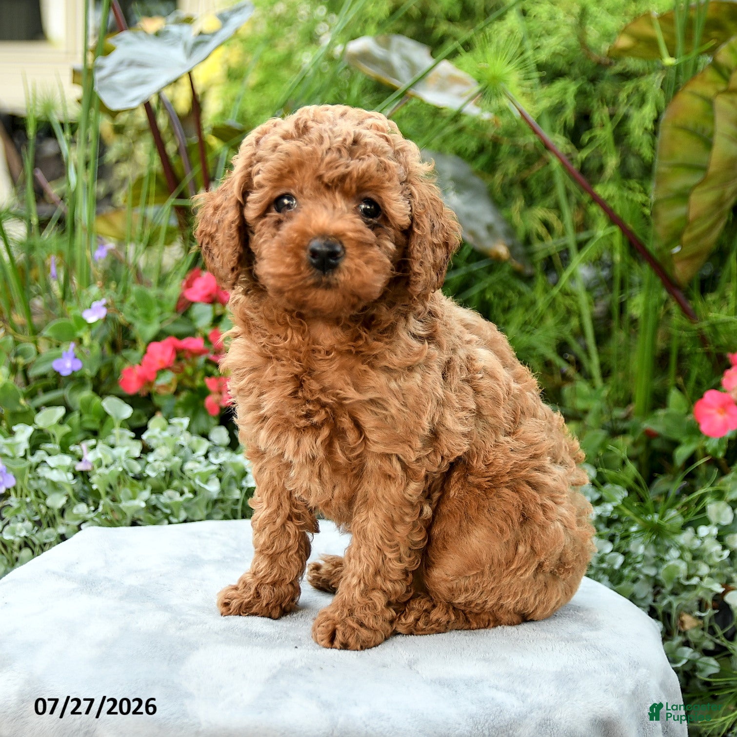 Toy Poodle dogs Tinsley - Ad 1
