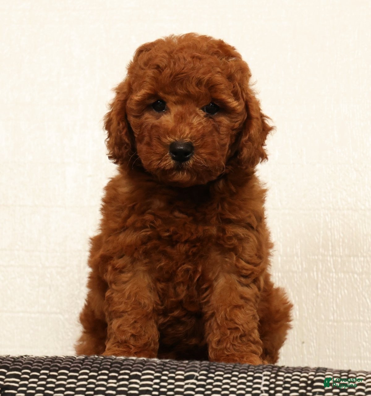 Mini Goldendoodle dogs Amber - Ad 1