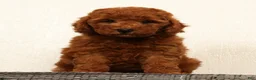 Mini Goldendoodle dogs for sale: Amber - Ad 1