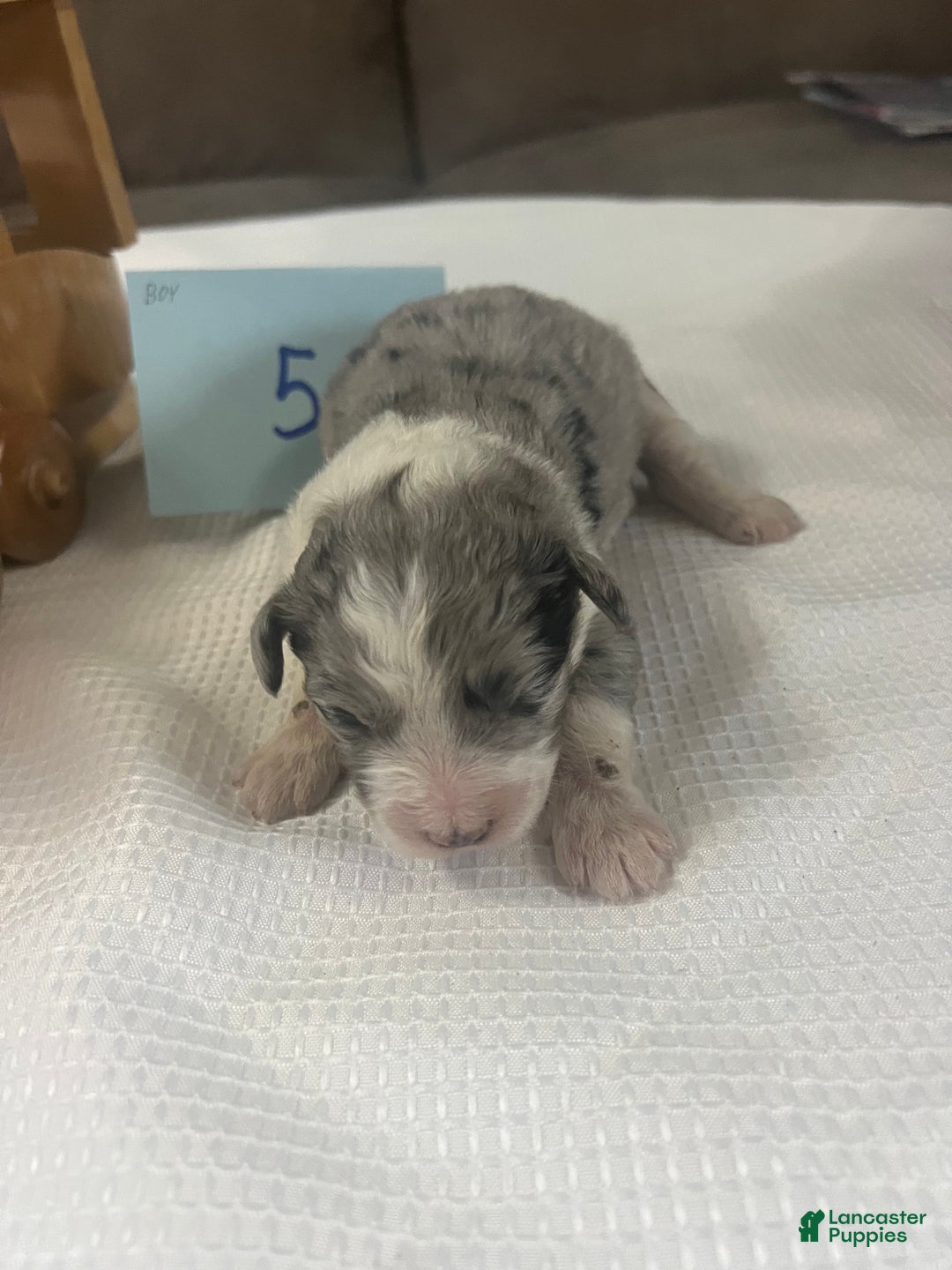 Aussiedoodle dogs for sale: JAZZ 5 - Ad 1