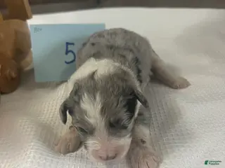 Mini Aussiedoodle dogs JAZZ 5 - Ad 19