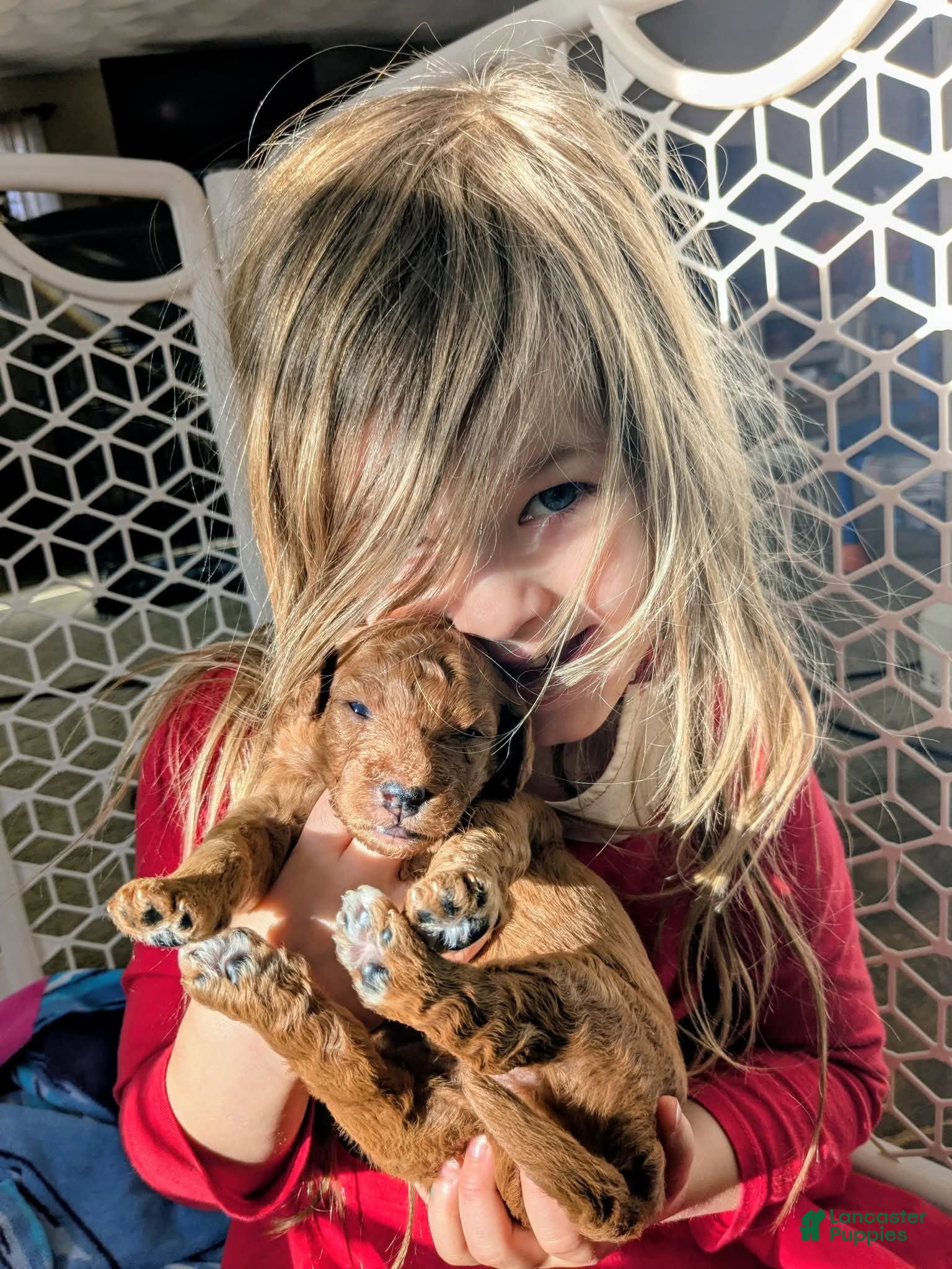 Mixed Breed dogs Golden Mountain Doodle Puppy 2 - Ad 14