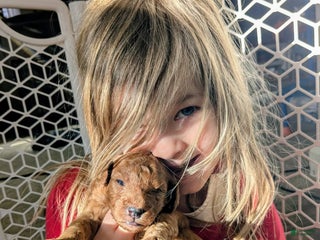 Mixed Breed dogs Golden Mountain Doodle Puppy 2 - Ad 33